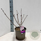 Sambucus nigra Black Lace 30-40 cm 5,0L