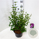 Syringa Bloomerang Dark Purple 40-50 cm 5,0L