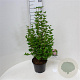 Syringa Tinkerbelle 40-50 cm 5,0L