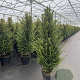 Taxus baccata 100-125 cm 20L