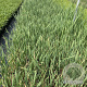 Typha latifolia GM 2,0L