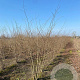 Zelkova serrata 200-250 cm draadkluit meerstammig 160-180 cm diameter