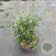 Ceanothus impressus 'Victoria' 20-30 cm 5,0L