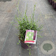 Ceanothus 'Snow Flurries' 20-30 cm 5,0L