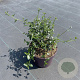 Ceanothus thyrsiflorus repens 15-20 cm 5,0L