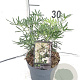 Choisya t. White Dazzler 20-30 cm 2,0L
