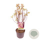 Cornus alba Miracle 40-60 cm 3,0L