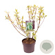Cornus alba 'Sibirica Variegata' 40-60 cm 3,0L