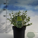 Euonymus fort. 'Emerald Gaiety' 20-30 cm 2,0L