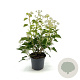 Hedera hel. 'Arborescens' 30-35 cm 3,0L