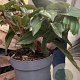 Viburnum davidii 20-30 cm 2,0L
