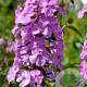 Phlox (M) 'Alpha' GM P9 BIO