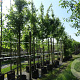 Acer campestre 10-12 HO container
