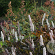 Actaea simp. 'Brunette' GM P9 BIO