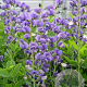 Baptisia australis GM P9 BIO