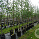Betula utilis 'Doorenbos' 10-12 HO container