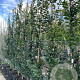 Carpinus bet. 'Lucas' 8-10 HO container geveerd