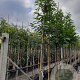 Castanea sativa 12-14 HO container