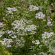 Coriandrum sativum GM P13 Biologisch