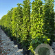 Liquidambar s. 'SlenderSilhouette' 12-14 HO container geveerd