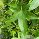 Liquidambar s. 'SlenderSilhouette' 12-14 HO container geveerd