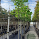 Liquidambar styraciflua 10-12 HO container 180 cm stam leiboom