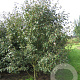 Malus 'Rudolph' 150-175 cm draadkluit meerstammig
