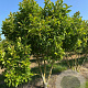 Magnolia 'Susan' 175-200 cm draadkluit meerstammig