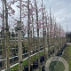 Prunus 'Accolade' 12-14 HO container