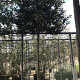 Prunus l. 'Angustifolia' 16-18 HO container 180 cm stam leiboom