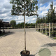 Prunus lusitanica 'Brenelia' 16-18 HO container 200 cm stam leiboom