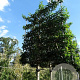 Prunus lusitanica 'Brenelia' 16-18 HO container 180 cm stam leiboom