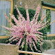 Prunus triloba 120 cm stam container