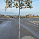Quercus ilex 6-8 cm container 180 cm stam leiboom
