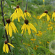 Ratibida pinnata GM P9 BIO