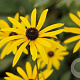 Rudbeckia fulgida deamii GM P9 BIO
