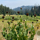 Rudbeckia occidentalis GM P9 BIO