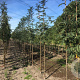 Sorbus auc. Cardinal Royal 10-12 HO container
