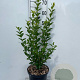 Ligustrum ovalifolium 60-80 cm 5,0L