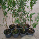 Ligustrum ovalifolium 60-80 cm 5,0L