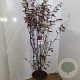 Acer pal. 'Atropurpureum' 125-150 cm 15L