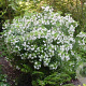 Choisya dewitteana 30-40 cm 5,0L struik