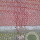 Cornus alba 'Sibirica' 100-125 cm met kluit