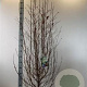 Cornus kousa chinensis 100-125 cm met kluit