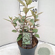Elaeagnus ebb. 'Compacta' 30-40 cm 3,0L