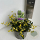 Euonymus fort. Blondy 20-25 cm 