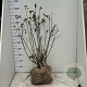 Hibiscus syr. 'Woodbridge' 80-100 cm met kluit
