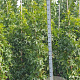 Liquidambar s. 'SlenderSilhouette' 175-200 cm met kluit