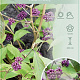Callicarpa bod. 'Autumn Glory' 120 cm stam 10L