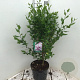 Hibiscus syr. French Cabaret Pastel 60-80 cm 7,5L